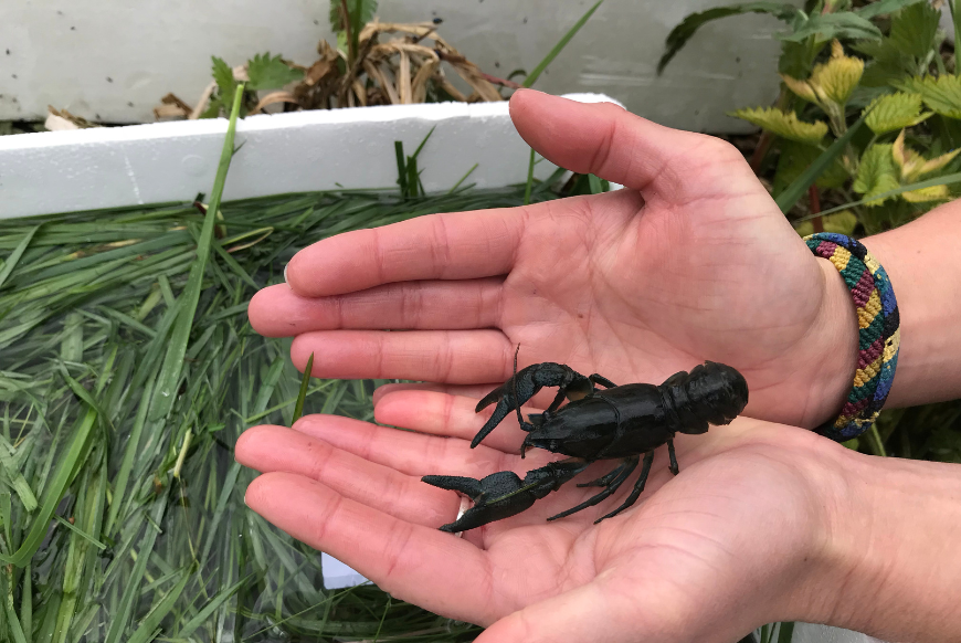 white clawed crayfish